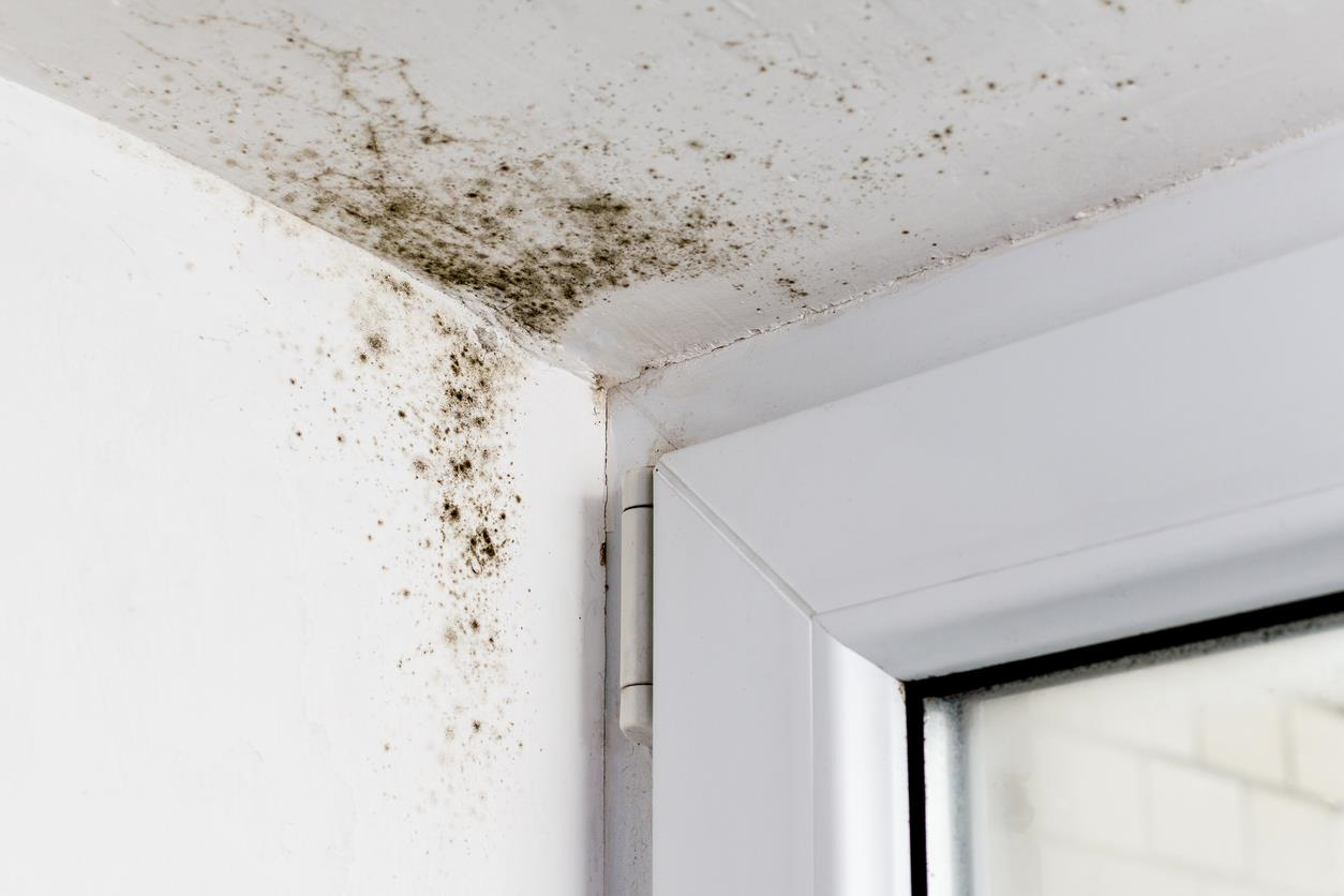 air quality tip reduce mold growth