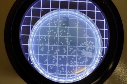 Germ Killer UV Air Purifier Bacteria Test 3 Sample E